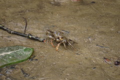 Macrophthalmus