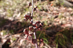 Eucalyptus delegatensis