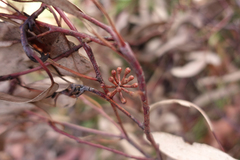 Eucalyptus delegatensis