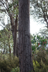 Eucalyptus delegatensis