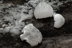 Pluteus semibulbosus