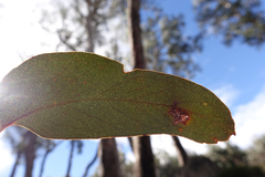 Eucalyptus delegatensis