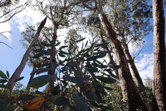 Eucalyptus delegatensis