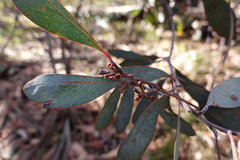 Eucalyptus delegatensis