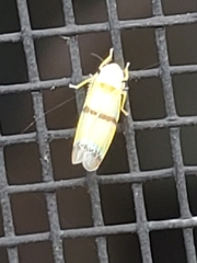 Empoa gillettei