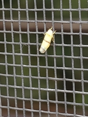 Empoa gillettei