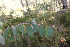 Eucalyptus delegatensis