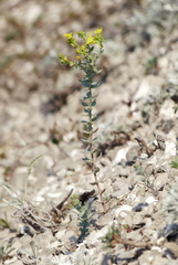 Linaria cretacea