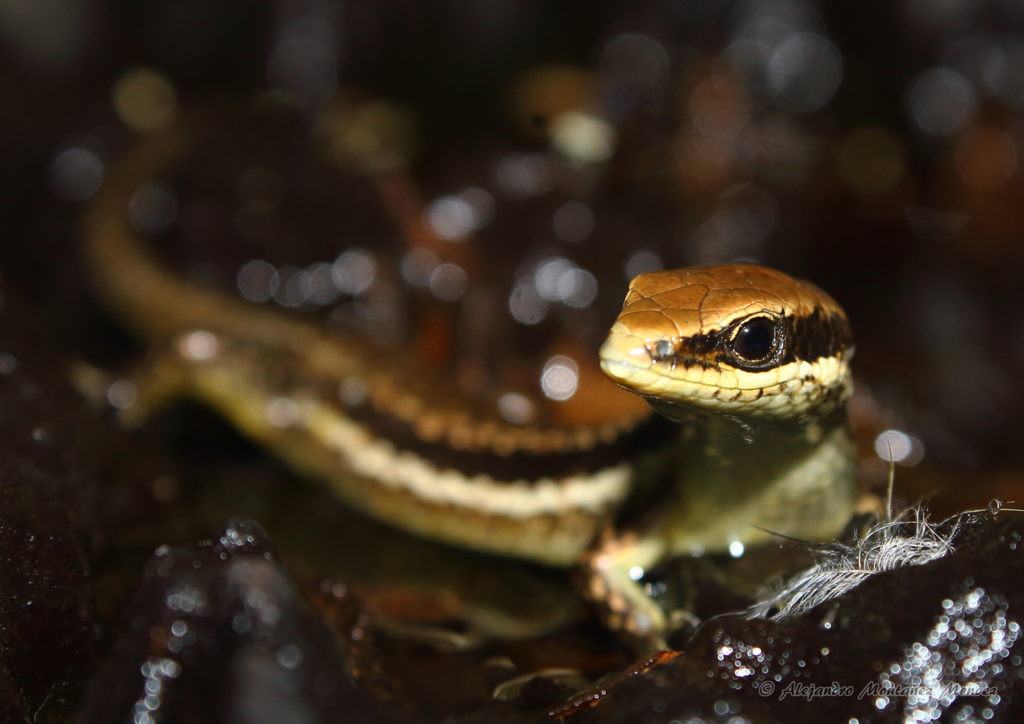 Falcón Skink