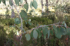 Eucalyptus delegatensis