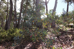 Eucalyptus delegatensis
