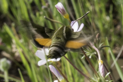 Proserpinus clarkiae