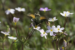Proserpinus clarkiae