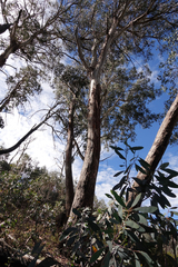 Eucalyptus delegatensis