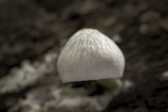 Pluteus semibulbosus