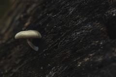 Pluteus semibulbosus