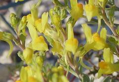 Linaria cretacea