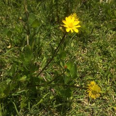 Ranunculus petiolaris