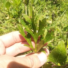Ranunculus petiolaris