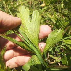 Ranunculus petiolaris