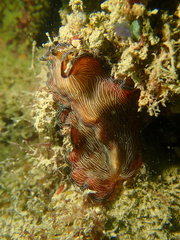 Pseudobiceros fulgor