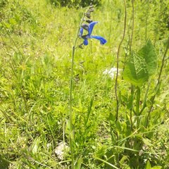 Salvia vitifolia