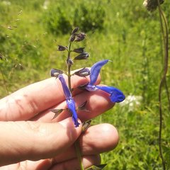 Salvia vitifolia
