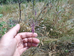 Allium praescissum