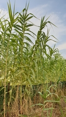 Arundo donax