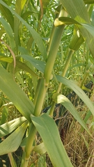 Arundo donax