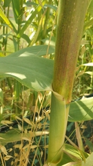 Arundo donax