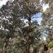 Mountain White Gum - Photo (c) Wayne Martin, some rights reserved (CC BY-NC), uploaded by Wayne Martin