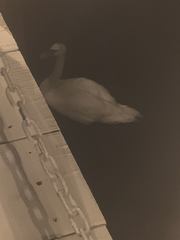 Cygnus olor