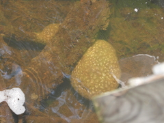 Pectinatella magnifica