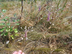 Allium praescissum