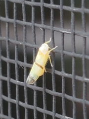 Empoa gillettei