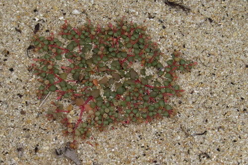 Image of Portulaca bicolor by (c) coenobita, some rights reserved (CC BY)