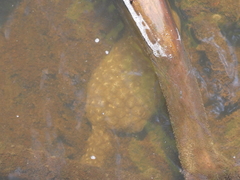 Pectinatella magnifica