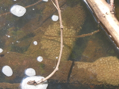 Pectinatella magnifica
