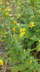 Verbascum sinuatum