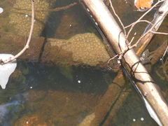 Pectinatella magnifica