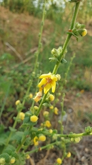 Verbascum sinuatum