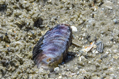 Brachidontes