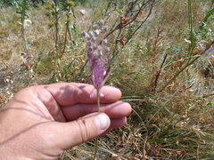 Allium praescissum
