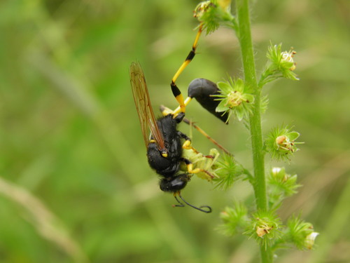 Sceliphron destillatorium