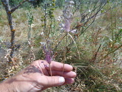 Allium praescissum