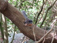 Rhipidura fuliginosa penita