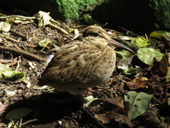 Coenocorypha pusilla