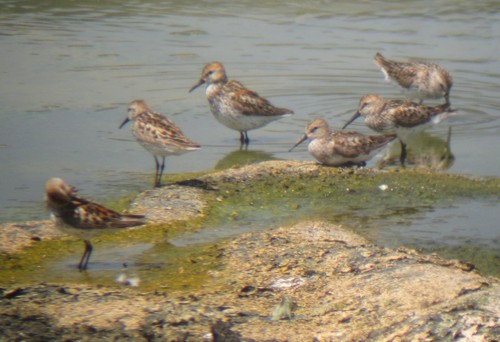 Calidris mauri