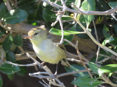Gerygone albofrontata